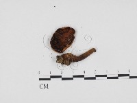 登錄號:F0024215藏品圖，第3張