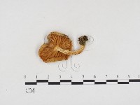 登錄號:F0024216藏品圖，第3張