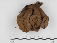 登錄號:F0024217藏品圖，第3張
