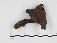登錄號:F0024219藏品圖，第1張