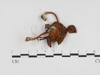 登錄號:F0024221藏品圖，第1張