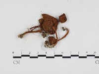 登錄號:F0024221藏品圖，第3張