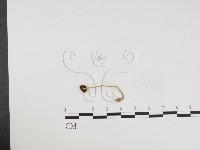 登錄號:F0024222藏品圖，第1張