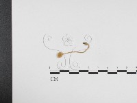登錄號:F0024222藏品圖，第3張