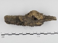 炭角菌屬藏品圖，第3張