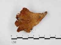 登錄號:F0024225藏品圖，第3張