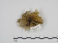 登錄號:F0024226藏品圖，第3張