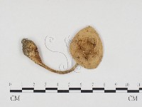 登錄號:F0024230藏品圖，第1張