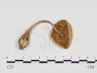 登錄號:F0024230藏品圖，第3張