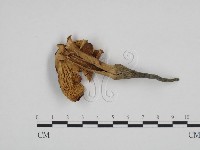登錄號:F0024231藏品圖，第1張
