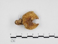 登錄號:F0024232藏品圖，第1張