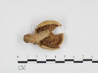 登錄號:F0024232藏品圖，第3張