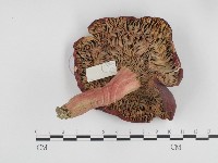 登錄號:F0024233藏品圖，第1張