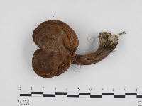 登錄號:F0024234藏品圖，第1張