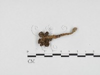 登錄號:F0024235藏品圖，第3張