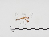 登錄號:F0024236藏品圖，第1張