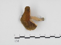 登錄號:F0024238藏品圖，第1張