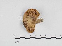 登錄號:F0024238藏品圖，第3張