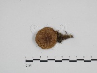 登錄號:F0024239藏品圖，第1張