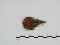 登錄號:F0024239藏品圖，第3張