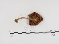 登錄號:F0024241藏品圖，第1張