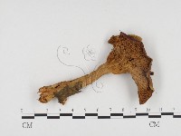 登錄號:F0024242藏品圖，第1張
