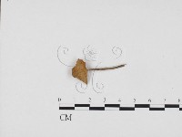 登錄號:F0024243藏品圖，第1張