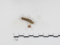 登錄號:F0024244藏品圖，第1張