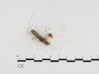 登錄號:F0024244藏品圖，第3張