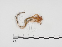 登錄號:F0024245藏品圖，第1張