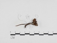 登錄號:F0024246藏品圖，第1張