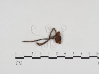 登錄號:F0024246藏品圖，第3張