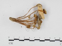 登錄號:F0024247藏品圖，第1張
