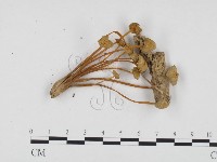 登錄號:F0024247藏品圖，第3張