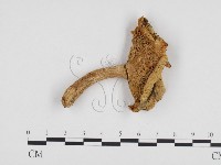 登錄號:F0024248藏品圖，第1張