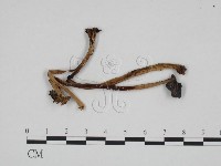 登錄號:F0024250藏品圖，第1張