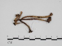 登錄號:F0024250藏品圖，第3張