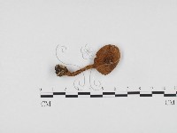 登錄號:F0024251藏品圖，第1張