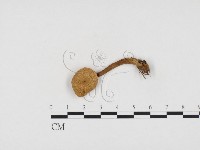 登錄號:F0024252藏品圖，第1張