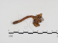 登錄號:F0024253藏品圖，第1張