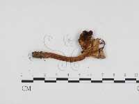 登錄號:F0024253藏品圖，第3張