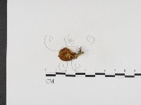 登錄號:F0024254藏品圖，第1張