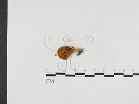 登錄號:F0024254藏品圖，第3張