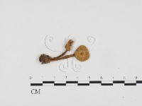 登錄號:F0024255藏品圖，第1張