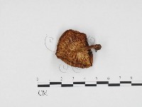 登錄號:F0024256藏品圖，第1張