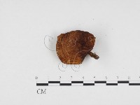 登錄號:F0024256藏品圖，第3張