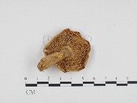 登錄號:F0024257藏品圖，第3張
