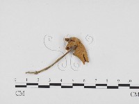 登錄號:F0024258藏品圖，第1張