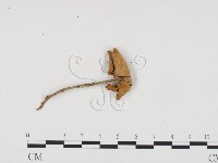 登錄號:F0024258藏品圖，第3張