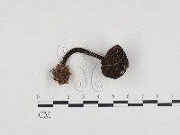 登錄號:F0024259藏品圖，第1張